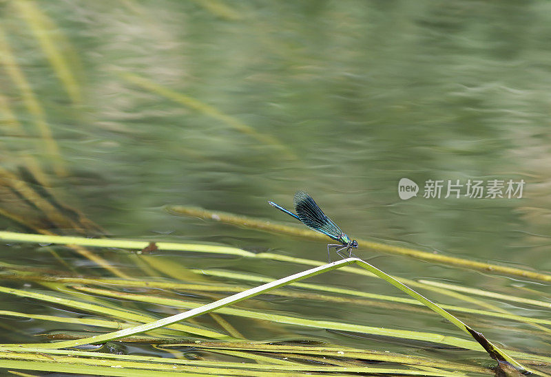 带状Demoiselle (Calopteryx splendens)雄性